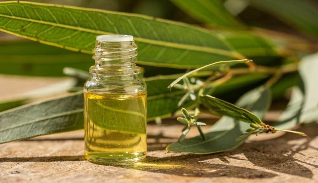 Huile essentielle d'eucalyptus radiata : fiche technique et bienfaits