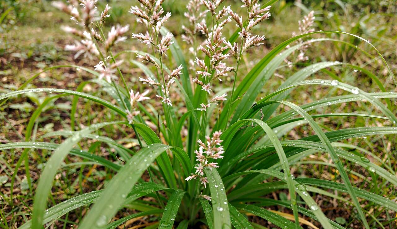 Huile essentielle de palmarosa : fiche technique complète