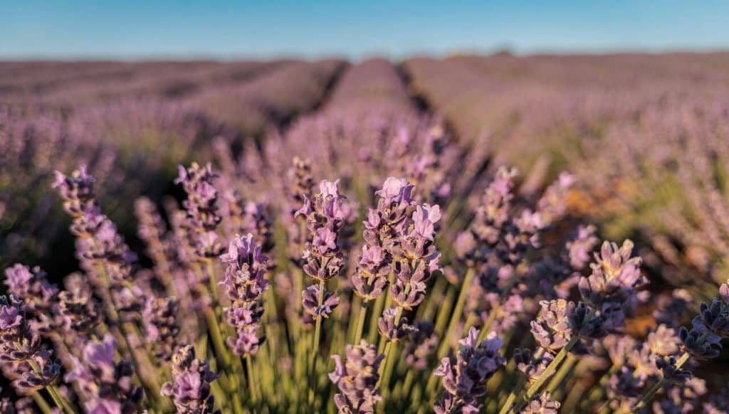 Huile essentielle de lavande officinale : fiche technique complète