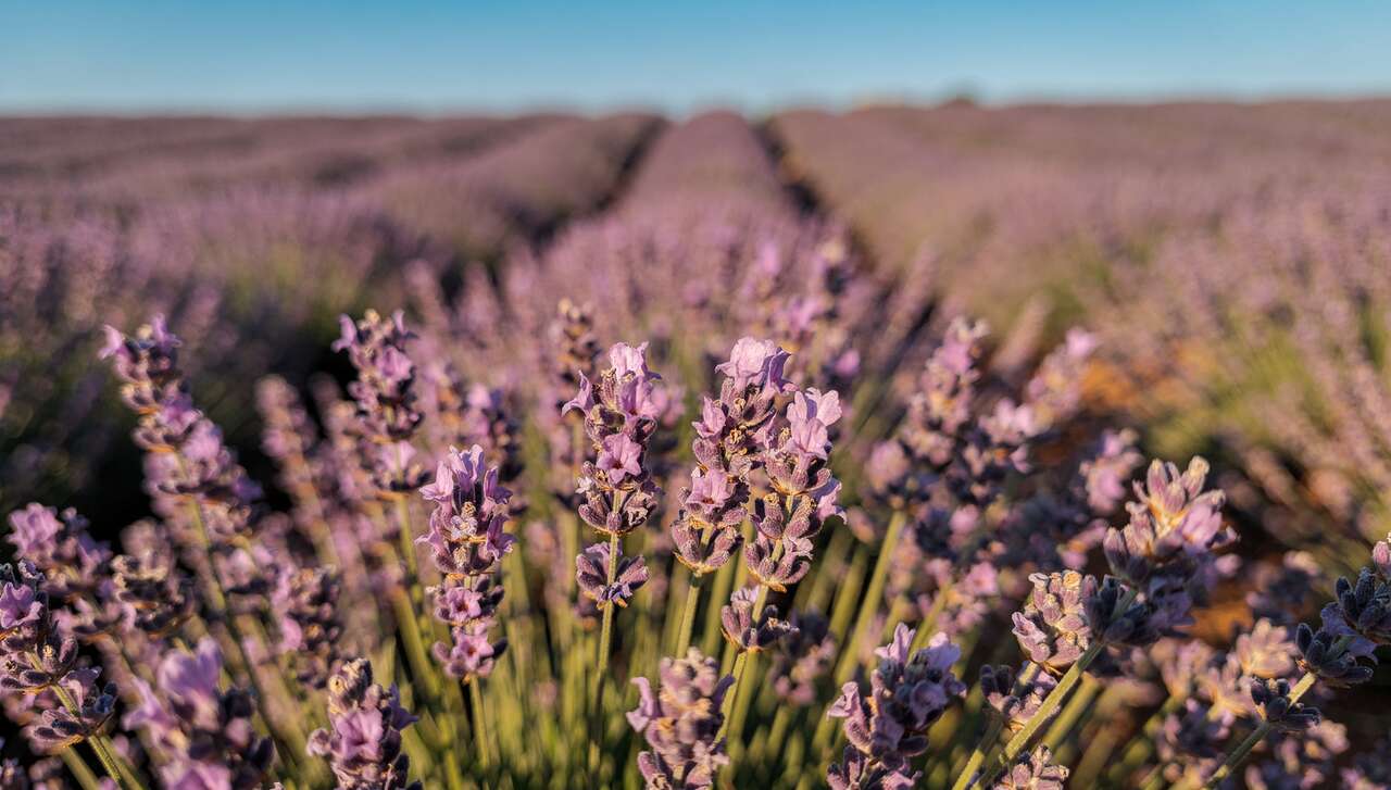 Huile essentielle de lavande officinale : fiche technique complète