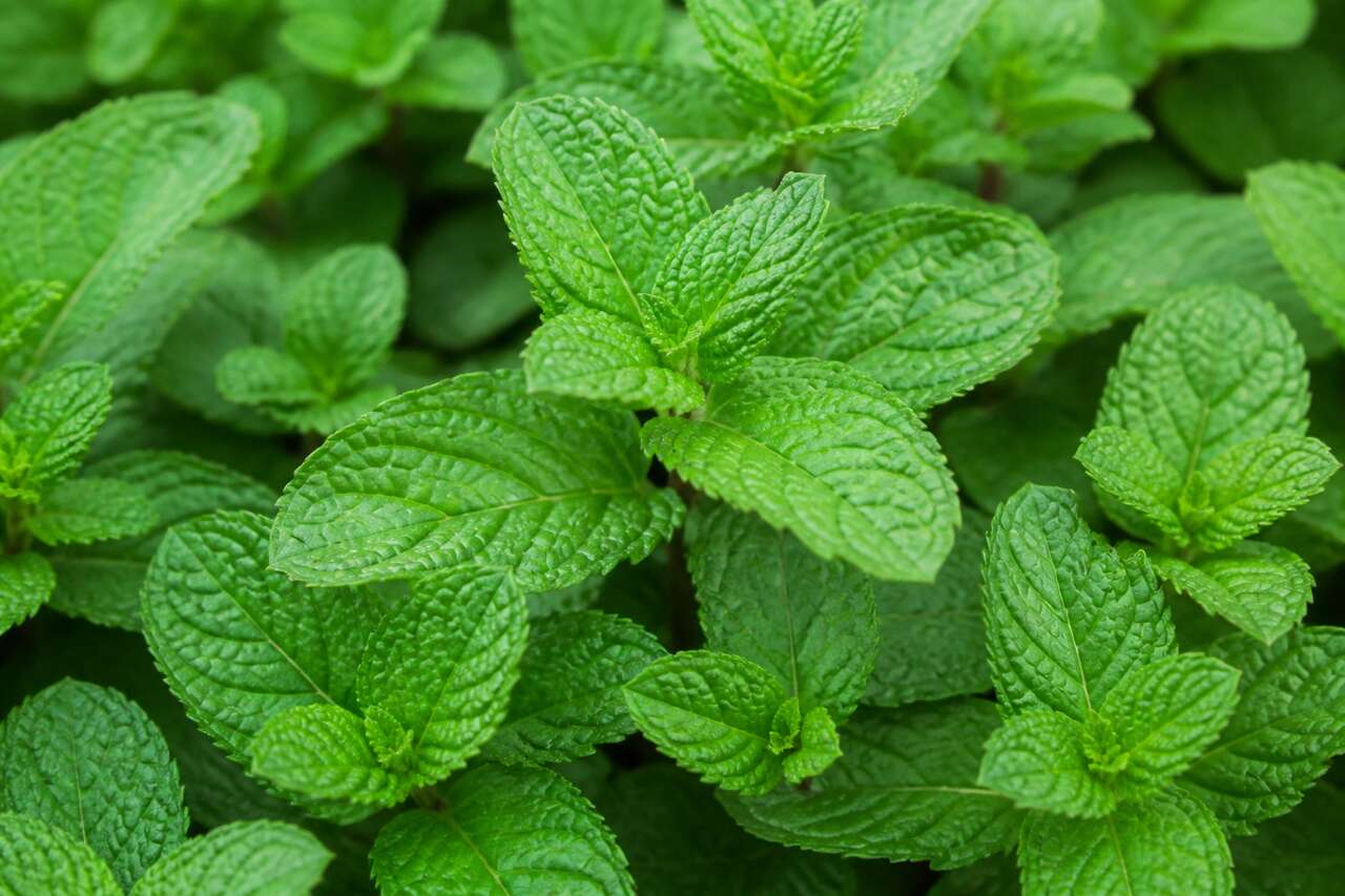 Quelle menthe choisir contre les maux de tête ?