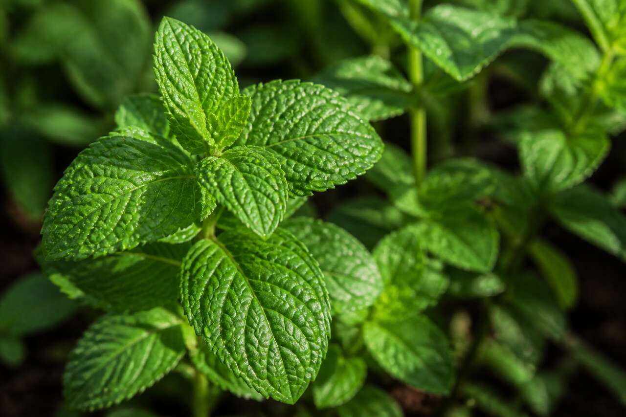 L'effet de la menthe poivrée sur les maux de tête
