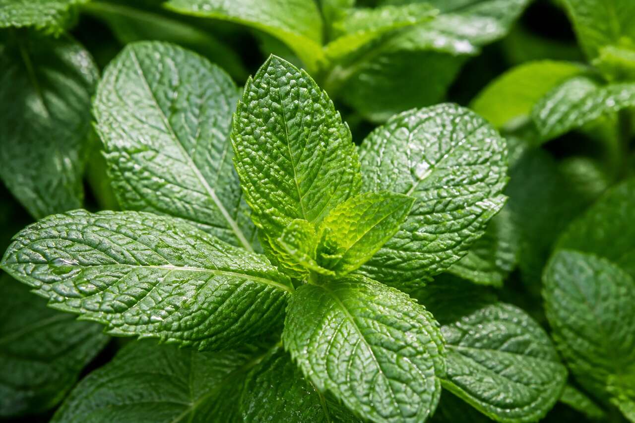 Les bienfaits de la menthe poivrée pour une fraîcheur instantanée